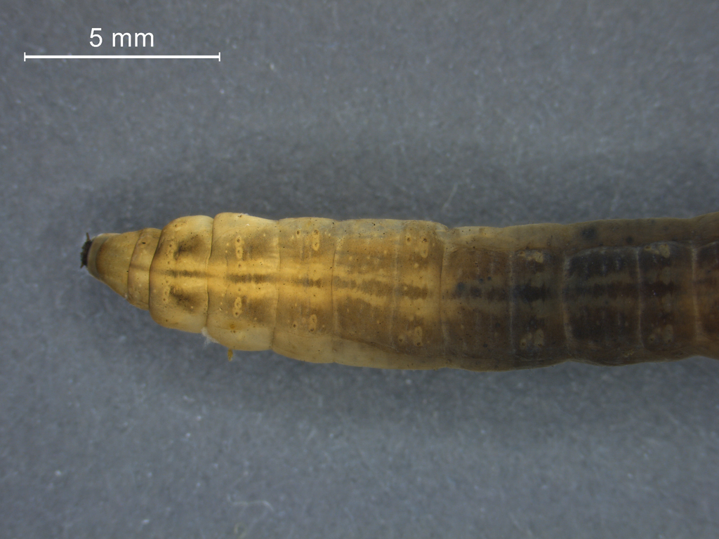 Tipula pierrei